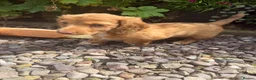 Dachshund dogs for sale: Long hair dachshunds  - Advert 2
