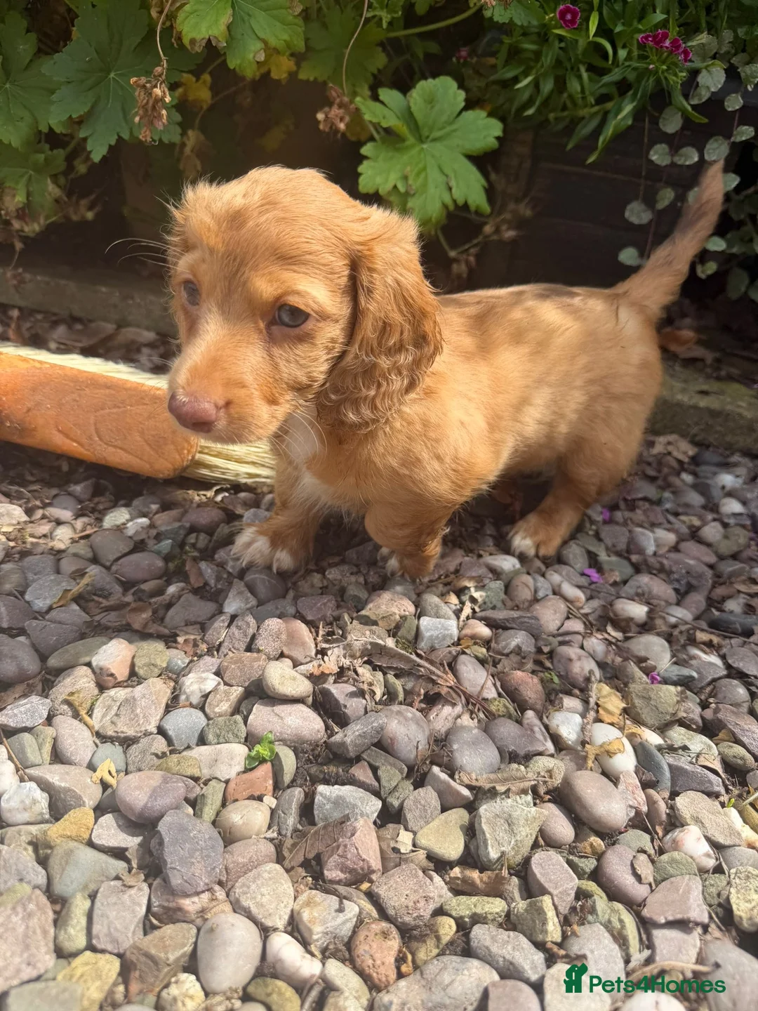 Dachshund dogs for sale: Long hair dachshunds  - Advert 2