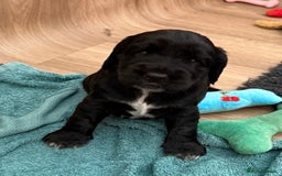 Cockerdor dogs for sale: Cockerdor puppies ready 10th October.  - Image 26