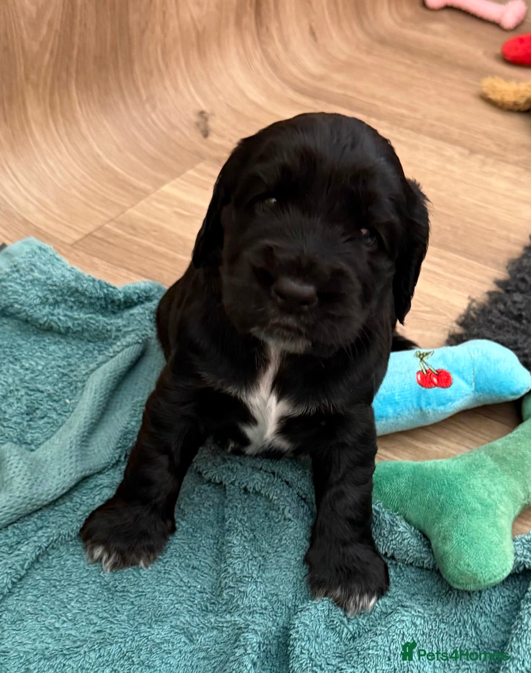 Cockerdor dogs for sale: Cockerdor puppies ready 10th October.  - Image 26