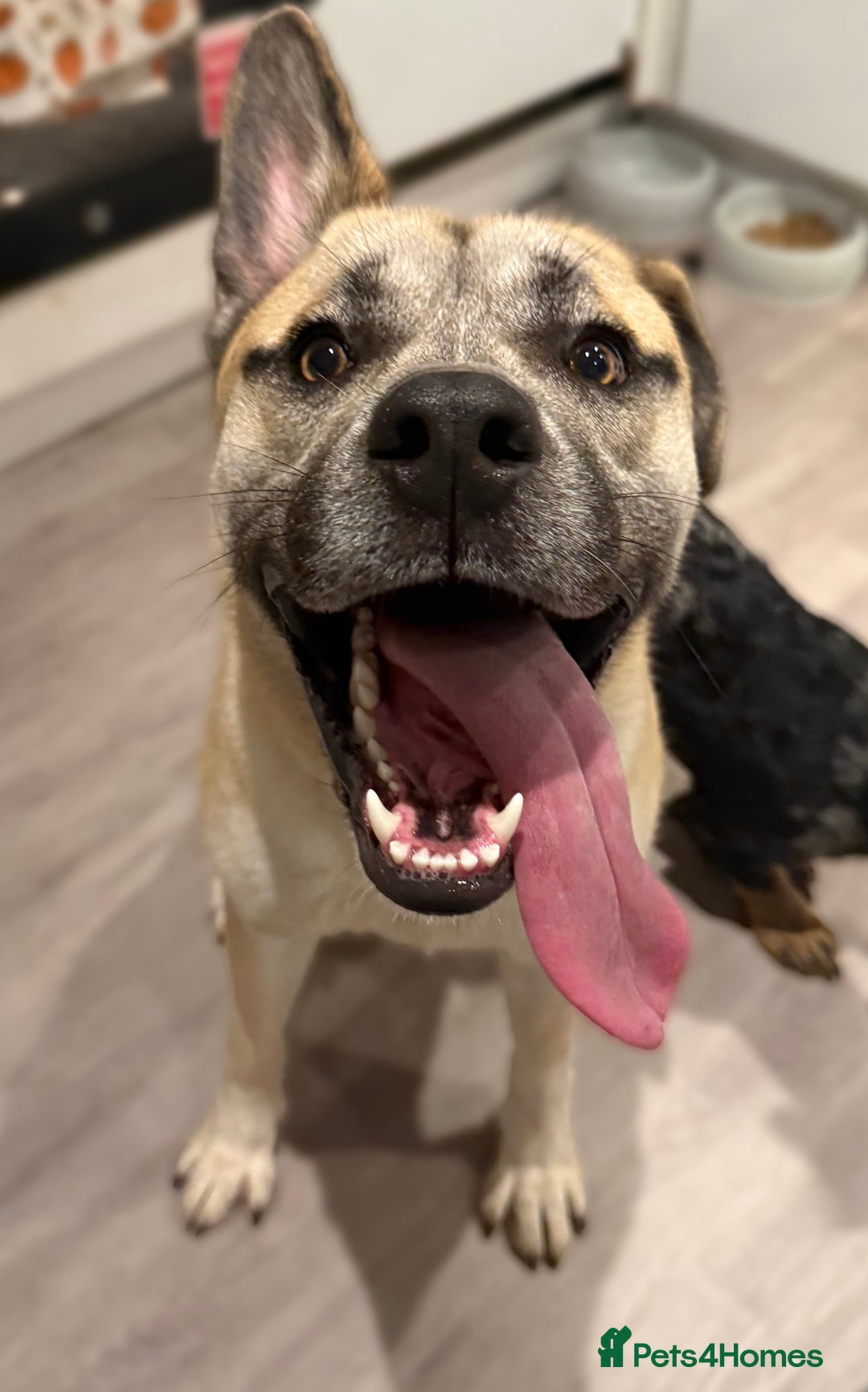 Mixed Breed dogs for sale: Husky cross to be rehomed - Advert 1