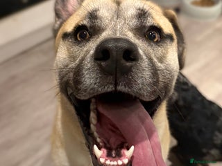 Mixed Breed dogs Husky cross to be rehomed - Advert 1