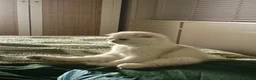 Scottish Fold cats for sale: Scottish Fold Kitten for Sale - Advert 4
