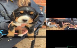 Sprocker dogs for sale: Sprocker pups by working parents - Image 4