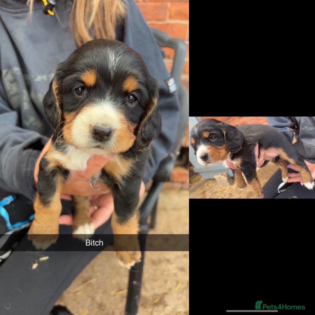Sprocker dogs for sale: Sprocker pups by working parents - Image 4