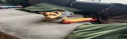 Jack Russell dogs for sale: Small type black & tan smooth coated Jack Russell in Lampeter - Advert 6