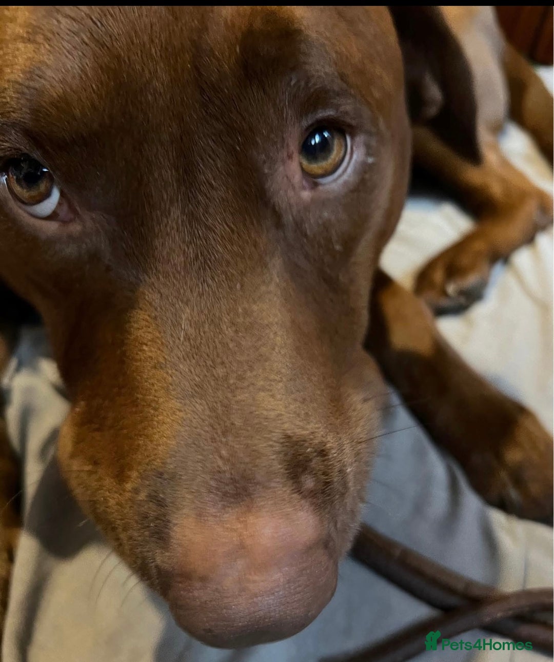 Labrador Retriever dogs for sale: Labrador Puppies - Advert 37