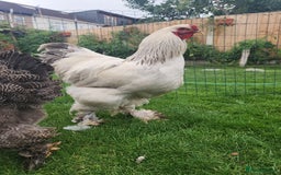 Chickens poultry for sale: Hatching eggs - Image 8