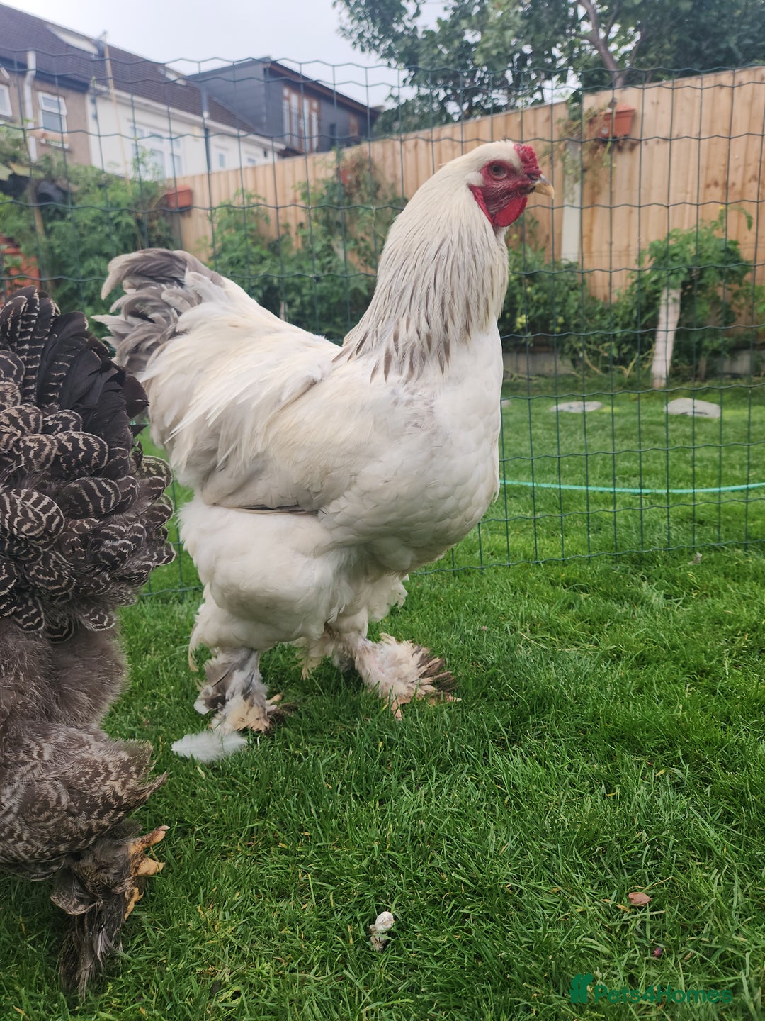 Chickens poultry for sale: Hatching eggs - Image 8