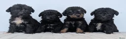 Bedlington Terrier dogs for sale: Adorable Blue Working Type Bedlington Pups  - Advert 3