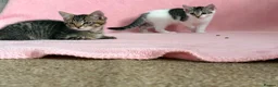 Mixed Breed cats for sale: Litter of 6 Kittens  - Advert 4