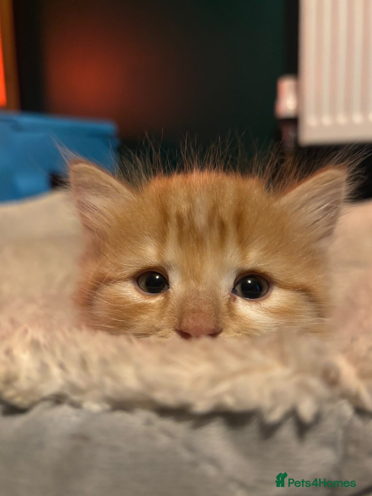 Ragdoll cats for sale: Ragdoll mix ginger boy - Advert 3