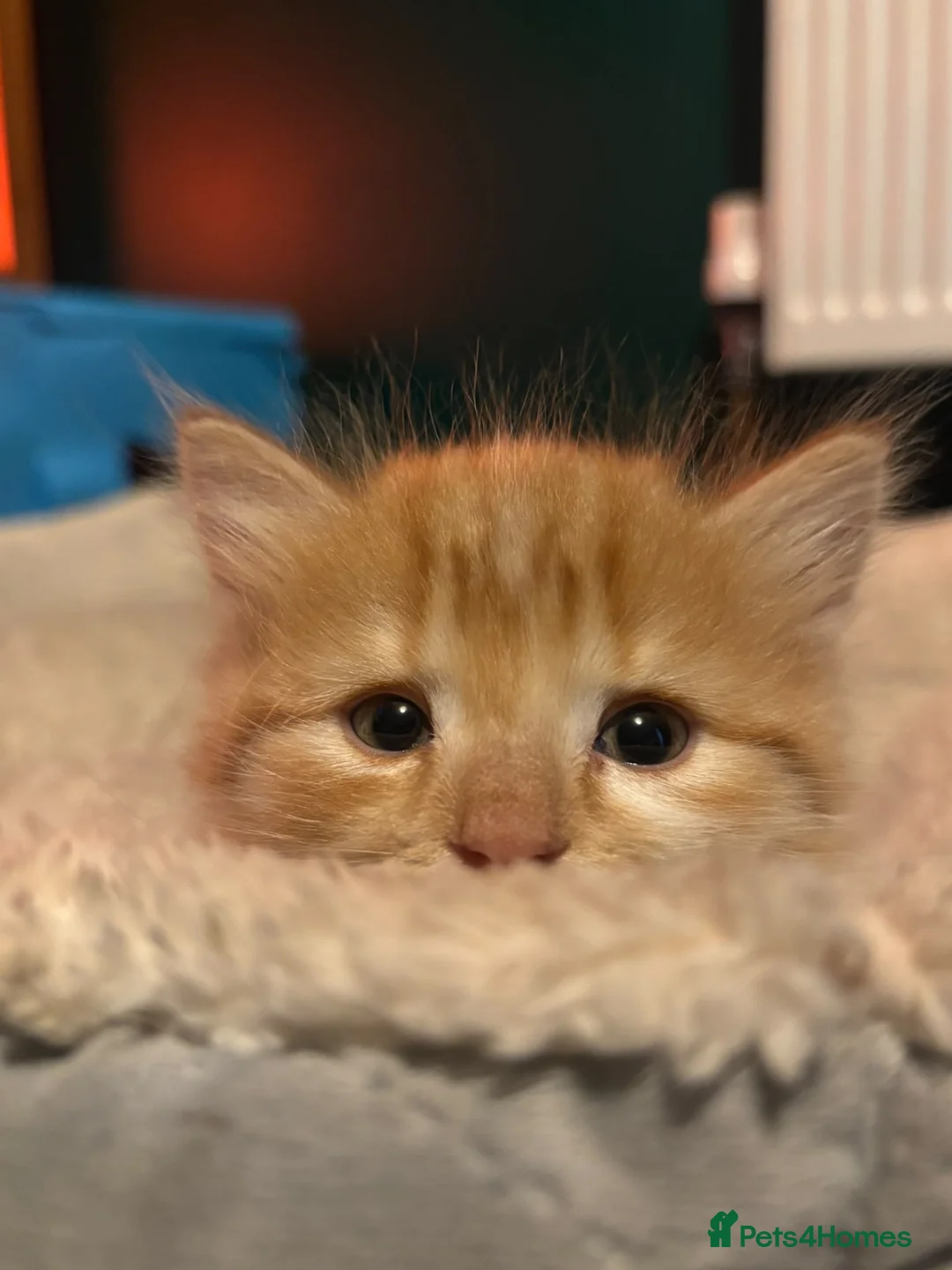 Ragdoll cats for sale: Ragdoll mix ginger boy - Advert 1