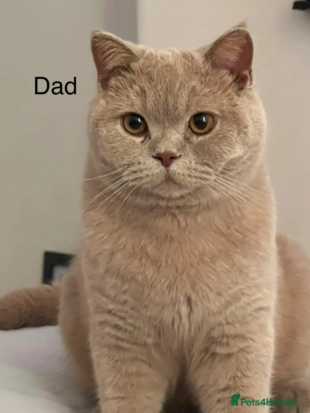 British Shorthair cats for sale: British Shorthair Kittens – Blue & Lilac Lines - Advert 4