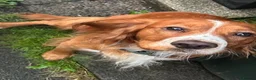 Cocker Spaniel dogs for stud: Cocker spaniel Stud in Kinross - Advert 4
