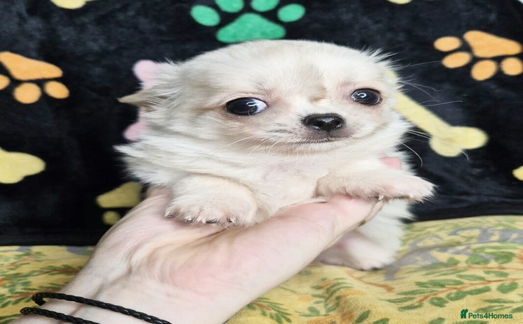 Chihuahua dogs - Advert 4