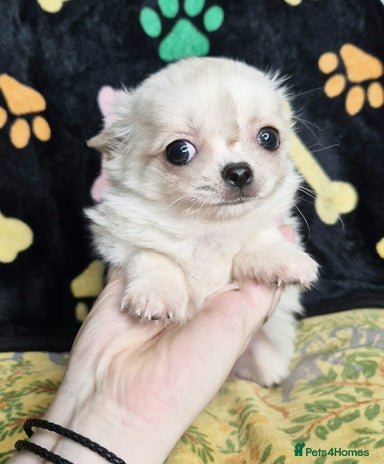 Chihuahua dogs - Advert 4