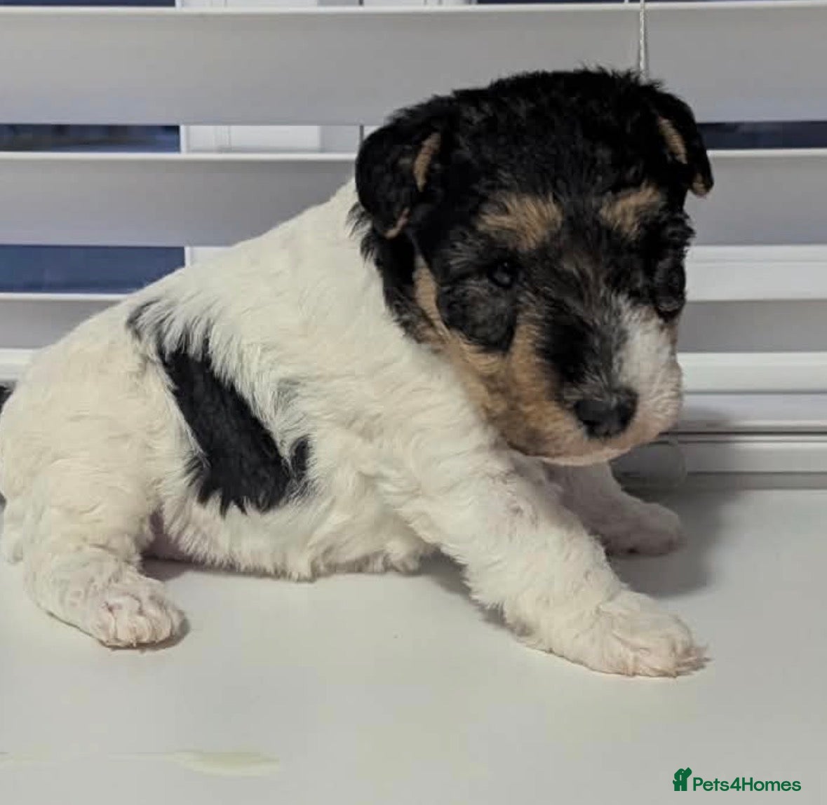 Fox Terrier dogs Wire haired fox terrier - Advert 2