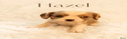 Cavalier King Charles Spaniel dogs for sale: 🐾 KC Registered Cavalier King Charles Spaniel 🐾 - Advert 6