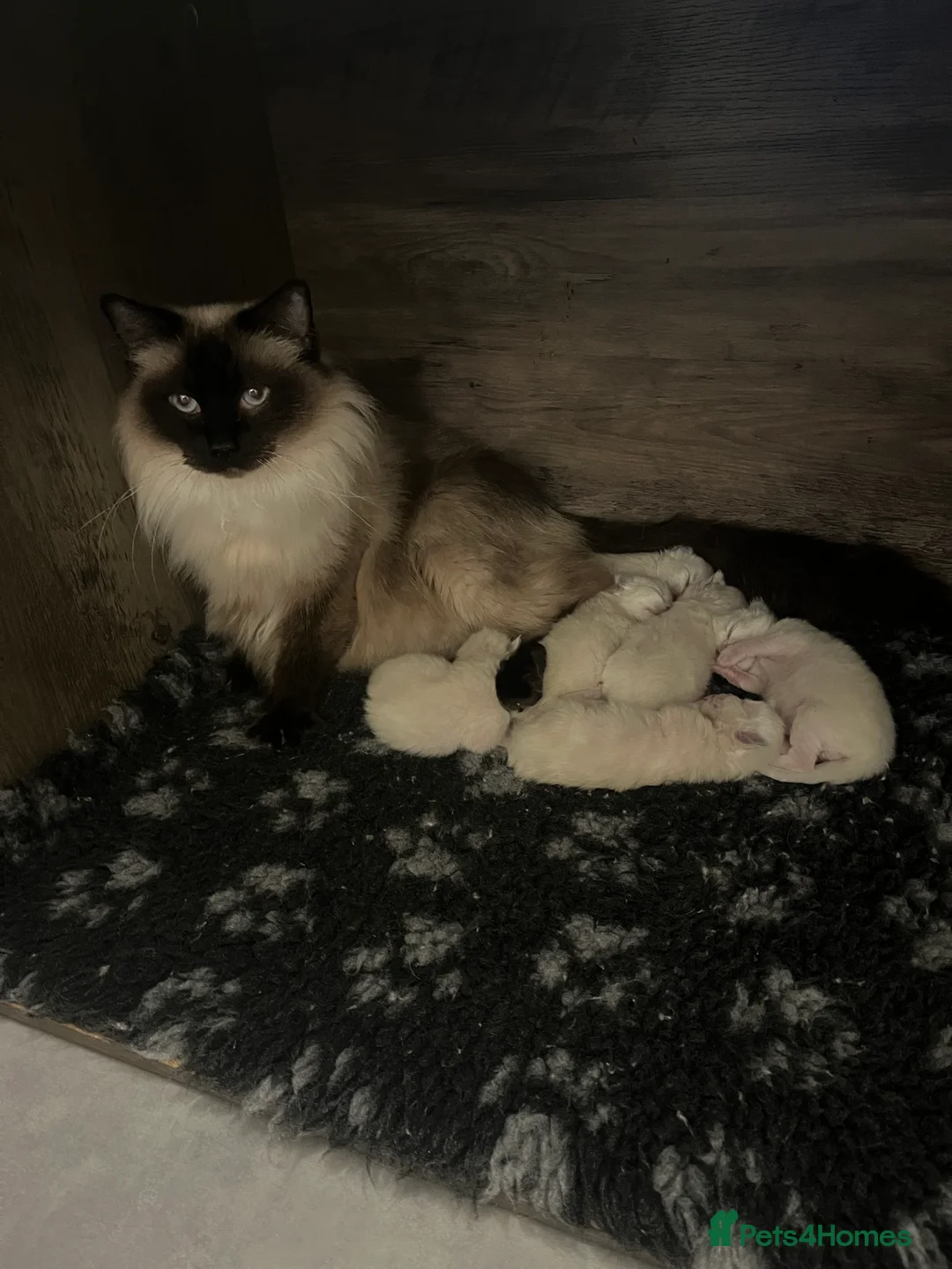 Ragdoll cats for sale: 2 boys ready now - Advert 25