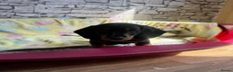 Dachshund dogs for sale: Standard Dachshund Puppy NOW READY TO LEAVE! 🐾 - Advert 8