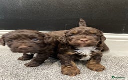 Cockapoo dogs for sale: Chocolate and tan cocker poo puppy’s for sale  - Image 2