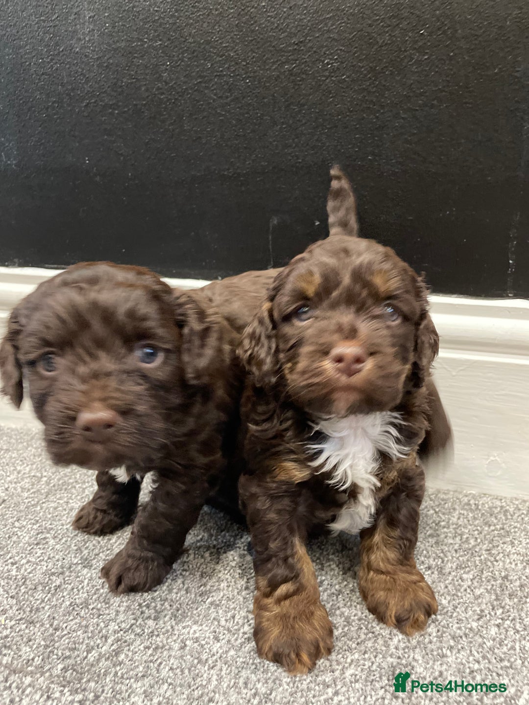 Cockapoo dogs for sale: Chocolate and tan cocker poo puppy’s for sale  - Image 2
