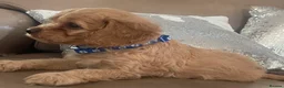 Cavapoo dogs for sale: Cavapoo puppies MALE stunning and cuddly  - Advert 7