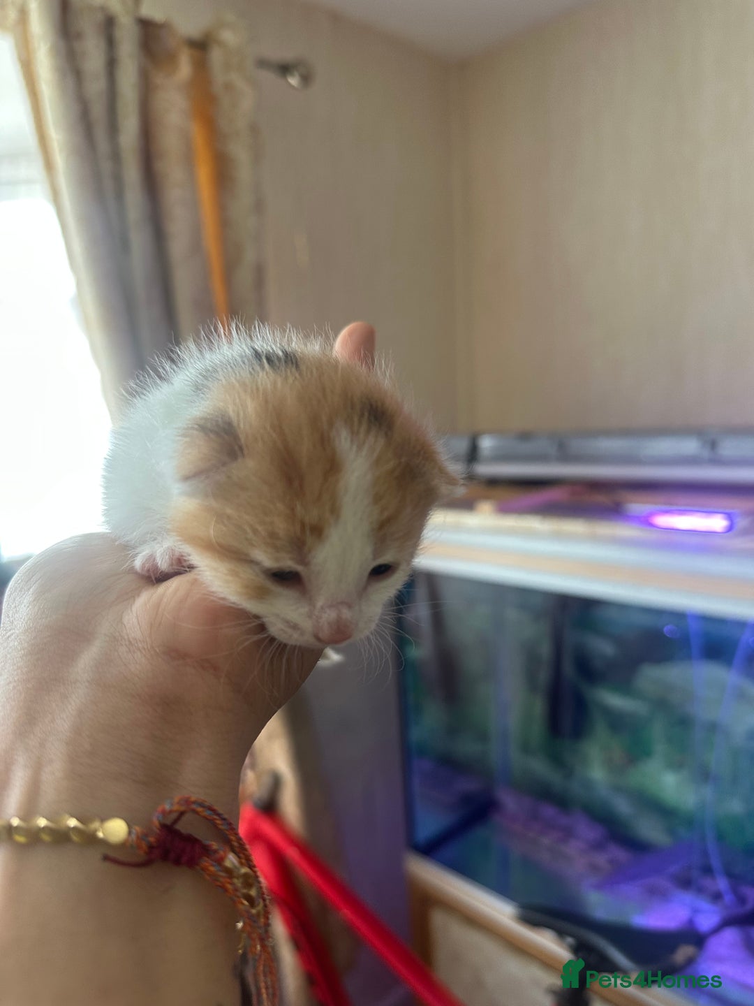 Norwegian Forest Cat cats for sale: Kittens for sale  - Image 5