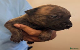 Mixed Breed dogs for sale: American bully cross - Image 5