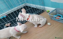 French Bulldog dogs for sale: Quality chunky French bulldog fluffy carriers  - Image 4