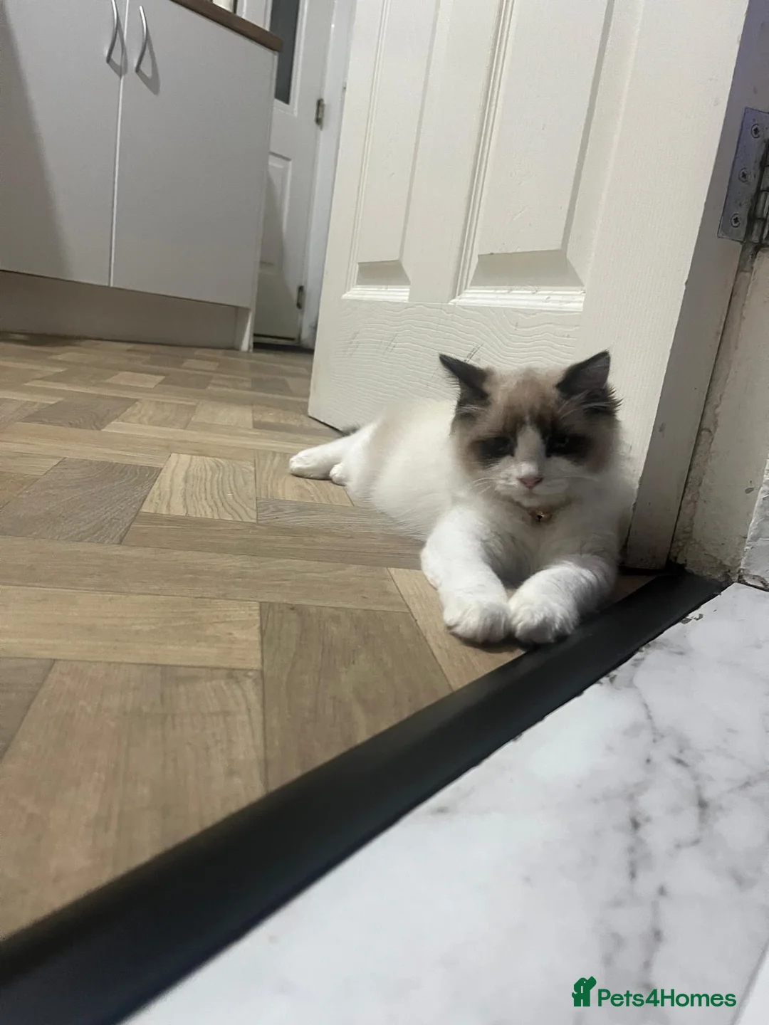 Ragdoll cats for sale: 💙seal bi colour ragdoll💙 - Advert 7