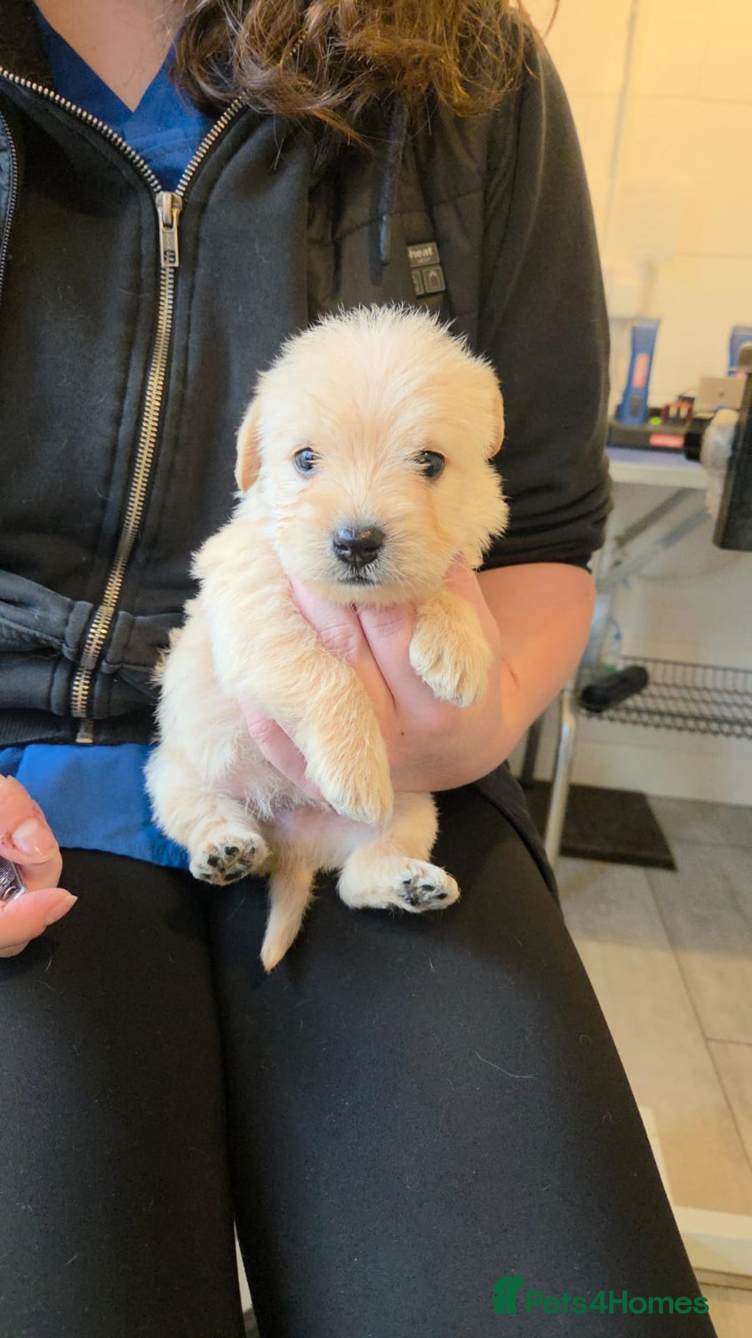 Mixed Breed dogs for sale: Westiepoo - Advert 1