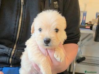 Mixed Breed dogs Westiepoo - Advert 2