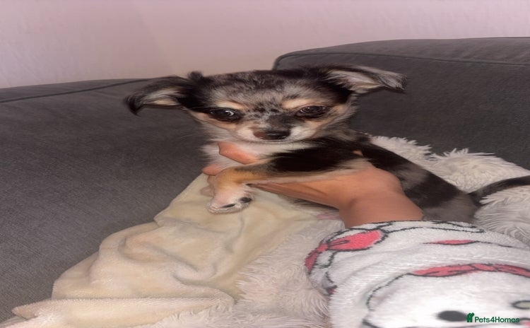 Chihuahua dogs - Advert 9