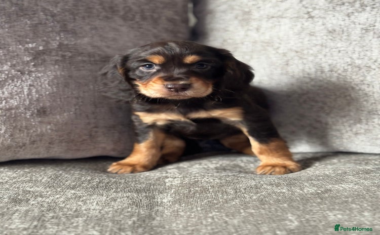 Cocker Spaniel dogs - Advert 3