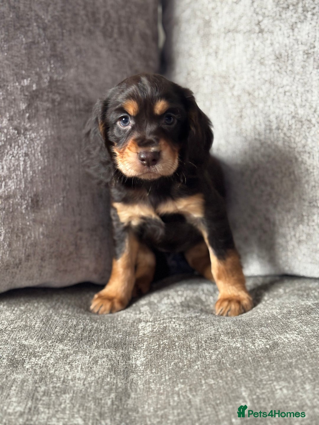Cocker Spaniel dogs for sale: COCKER SPANIEL PUPPIES - Image 1
