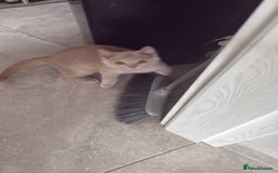 British Shorthair cats for sale: GCcf  boy BSH price reduced  - Image 10