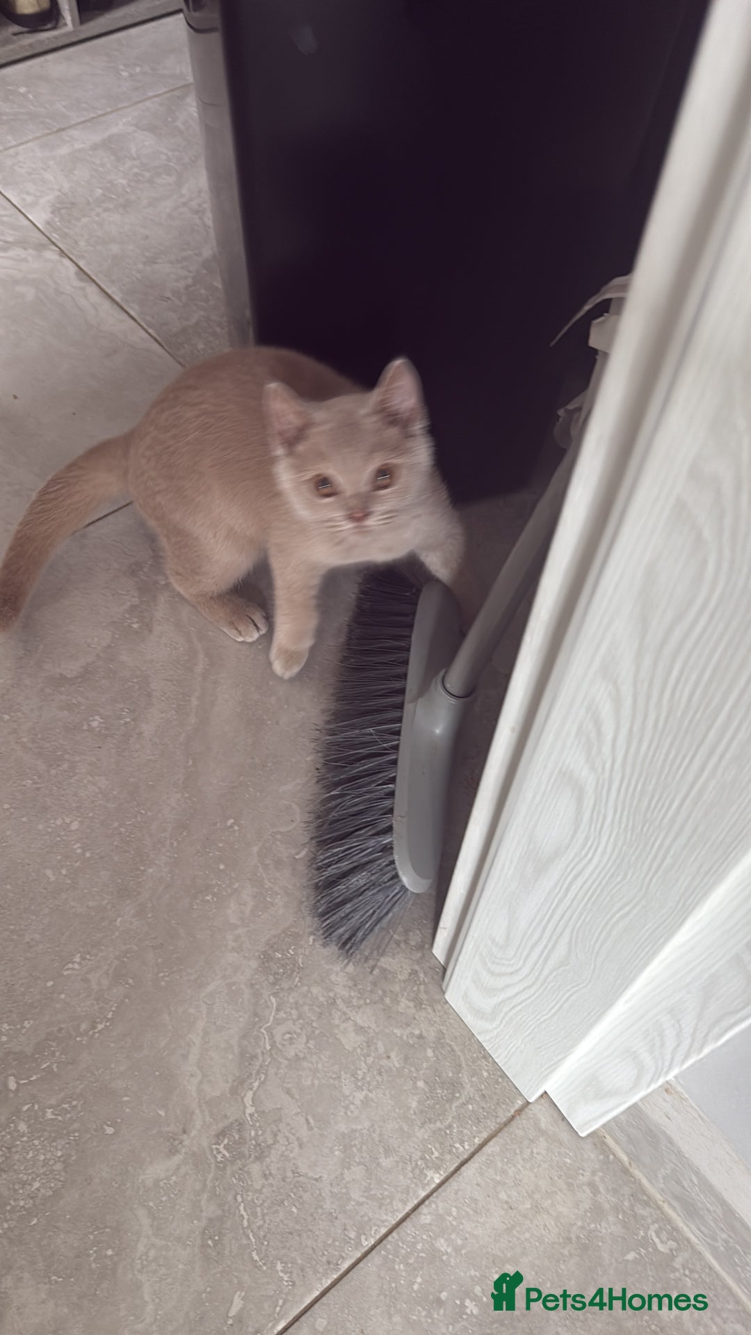 British Shorthair cats for sale: GCcf  boy BSH price reduced  - Image 10