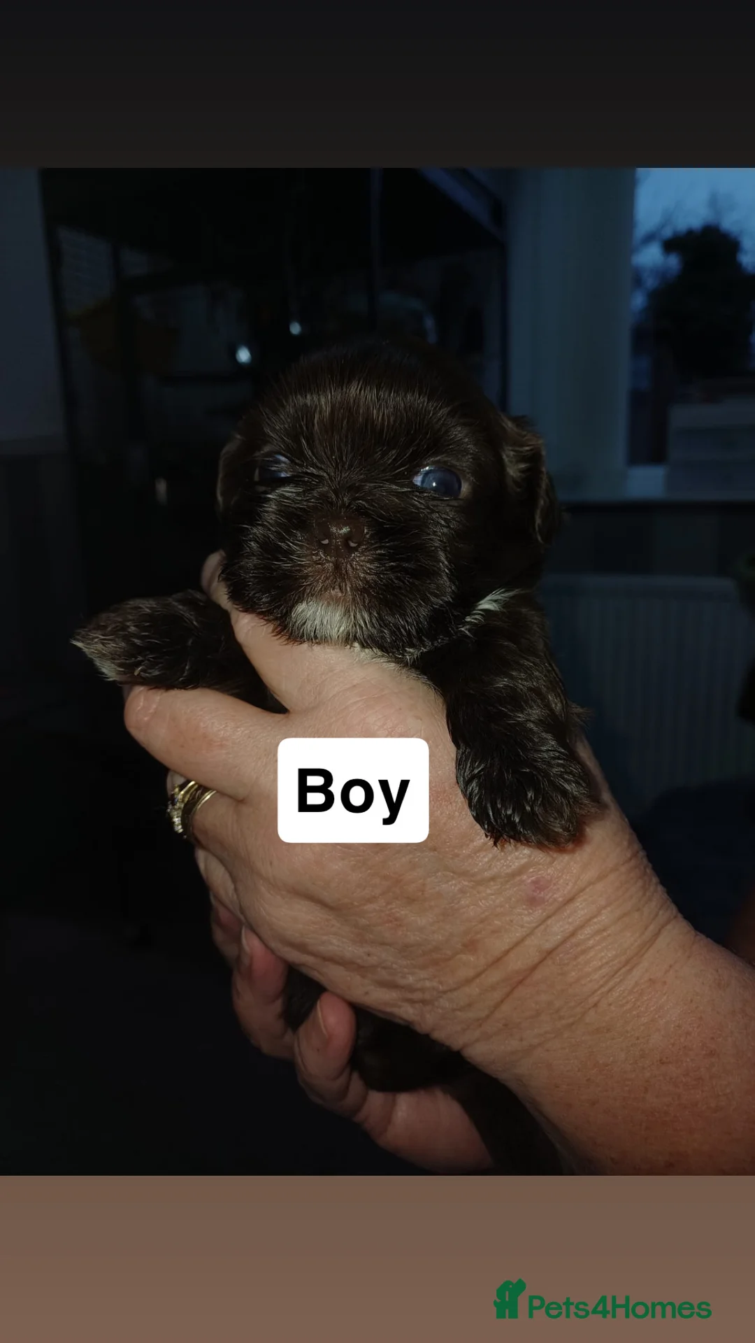 Shih Tzu dogs for sale: Full Breed Shihtzu For Sale  - Advert 7