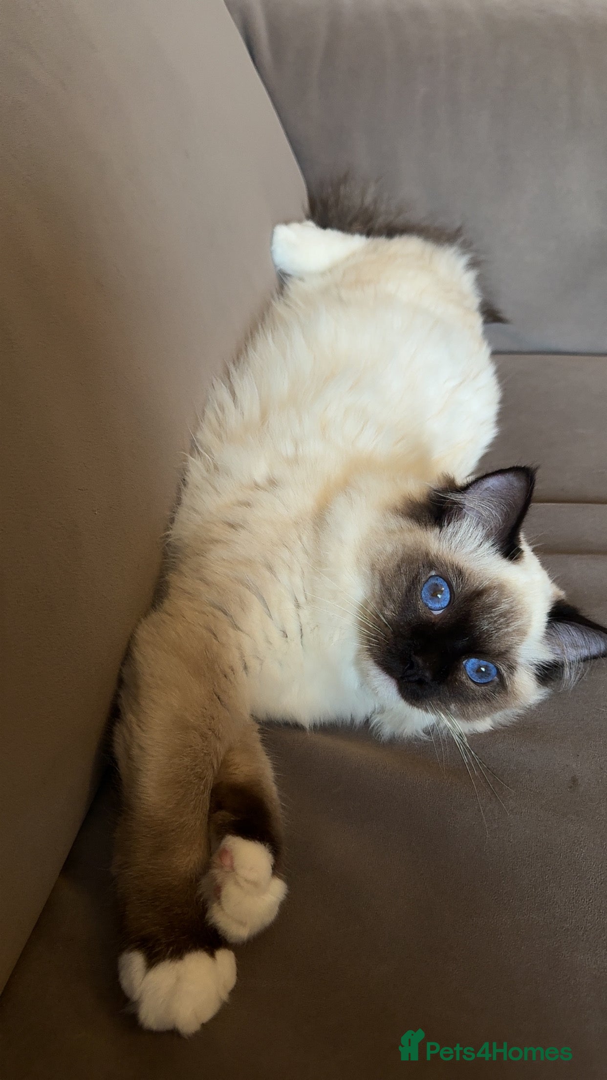 Ragdoll cats The perfect family pet needs rehoming 😭 - Advert 5