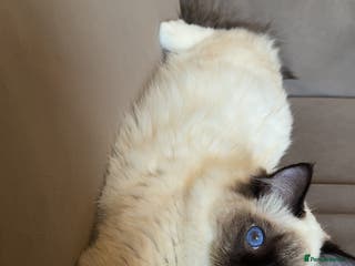 Ragdoll cats The perfect family pet needs rehoming 😭 - Advert 1