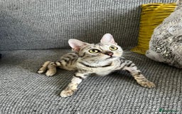 Bengal cats for sale: Stunning 2 YO Bengal Girl Looking for Forever Home - Image 5