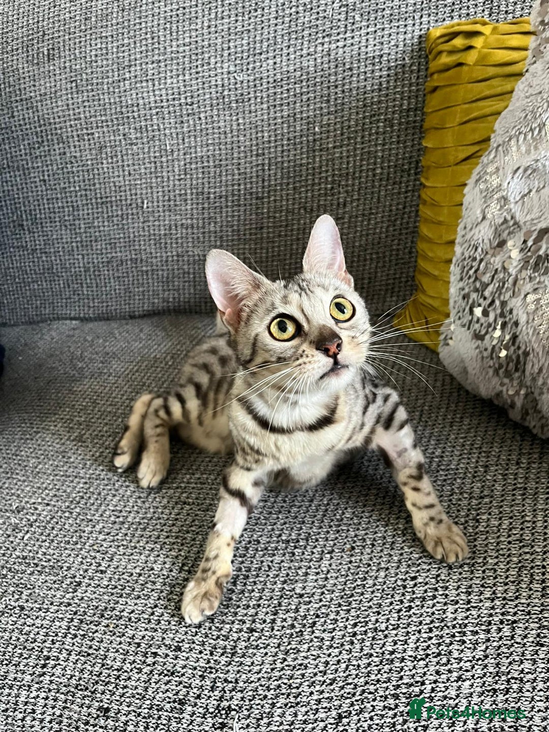 Bengal cats for sale: Stunning 2 YO Bengal Girl Looking for Forever Home - Image 5