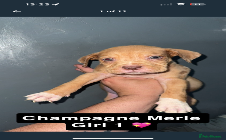Mixed Breed dogs - Advert 11