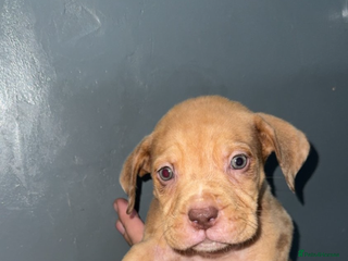 Mixed Breed dogs - Advert 2