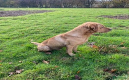 Labrador Retriever dogs for stud: Proven Stud, Fully Health Tested.  . in Tonbridge - Image 8