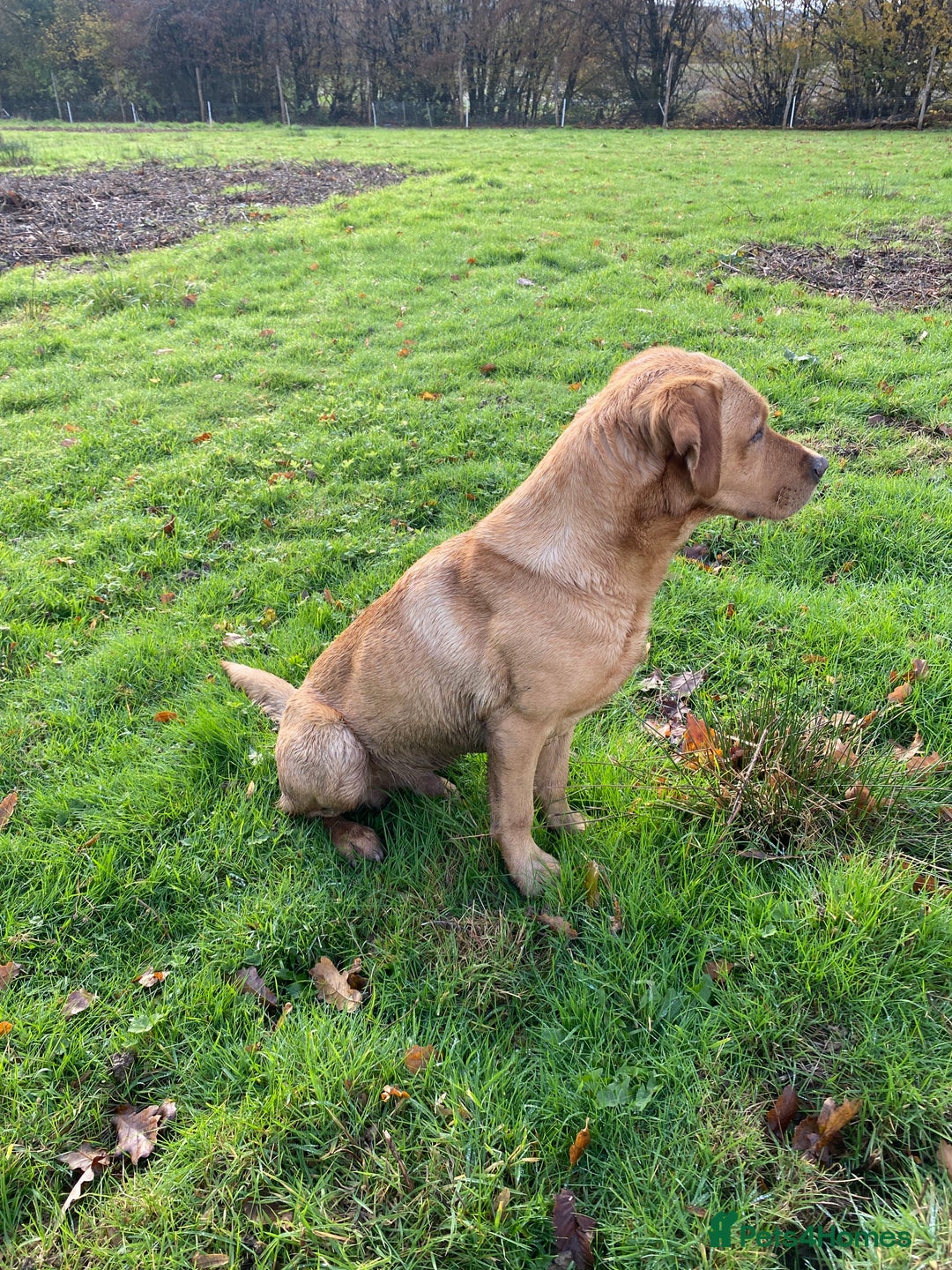 Labrador Retriever dogs for stud: Proven Stud, Fully Health Tested.  . in Tonbridge - Image 8