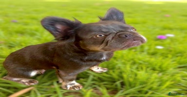 French Bulldog dogs - Advert 6