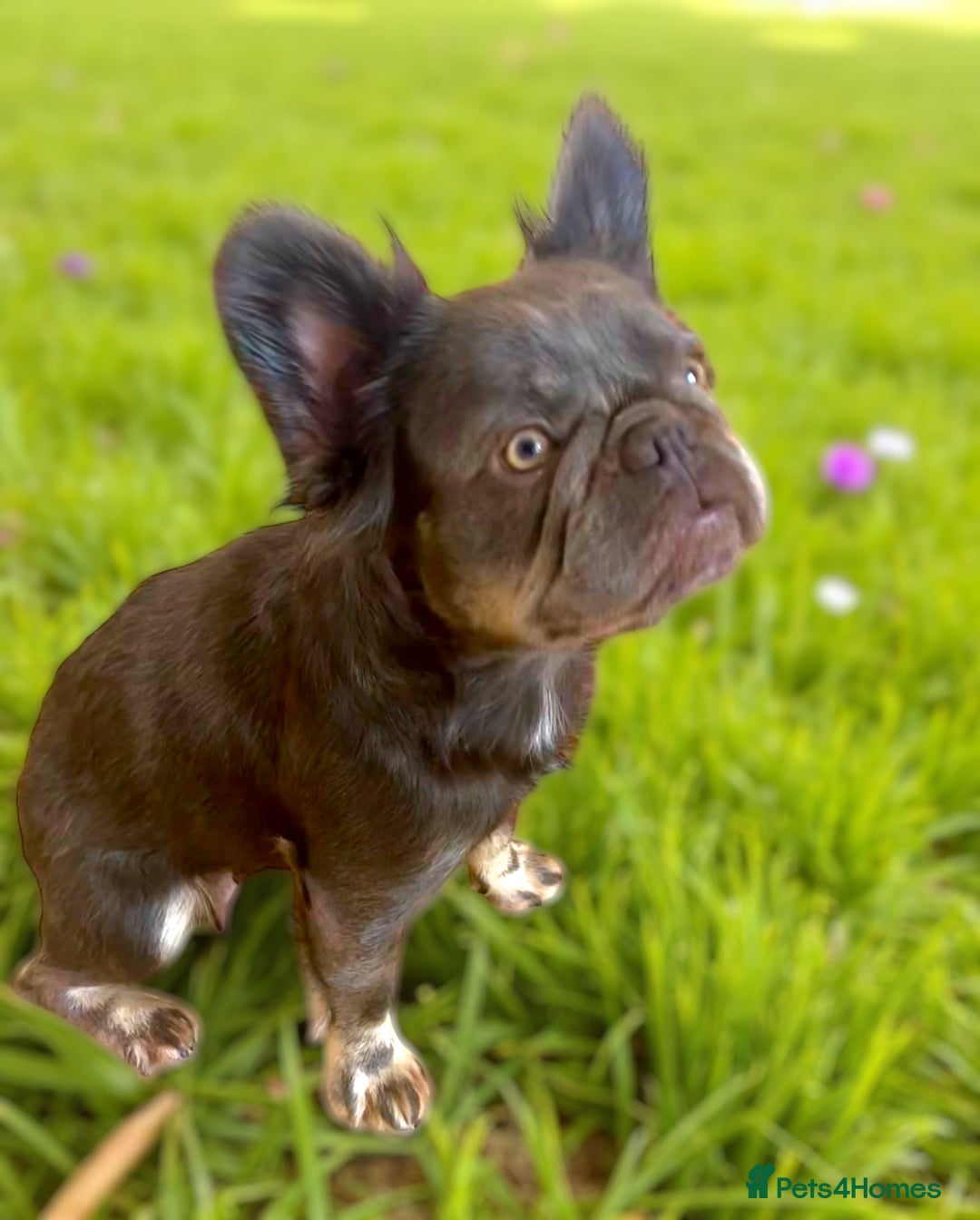 French Bulldog dogs for sale: Adult female fluffy Frenchie  - Image 2